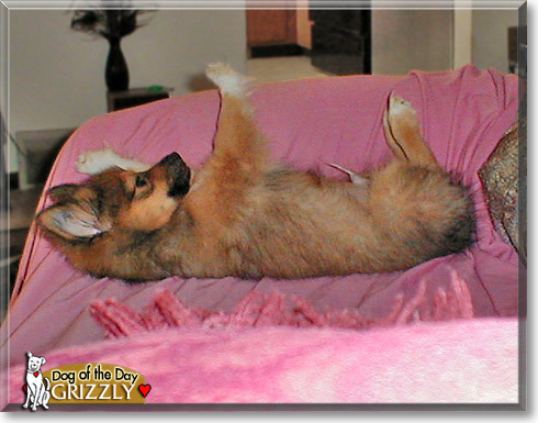 Grizzly, the Dog of the Day Grizzly, the Dog of the Day