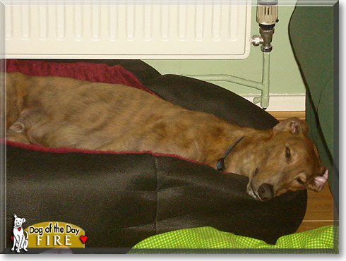 Fire, the Dog of the Day