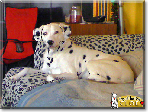 Cloe, the Dog of the Day