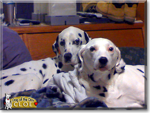 Cloe, the Dog of the Day