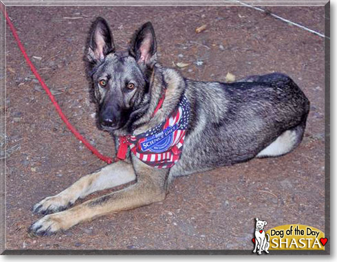 Shasta, the Dog of the Day
