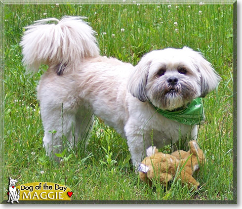 Maggie, the Dog of the Day