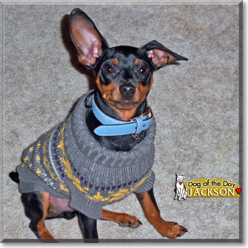 Jackson, the Dog of the Day Jackson, the Dog of the Day