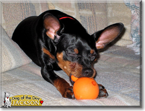 Jackson, the Dog of the Day Jackson, the Dog of the Day