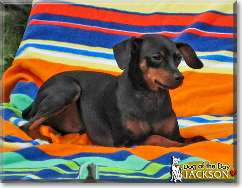 Jackson, the Dog of the Day Jackson, the Dog of the Day