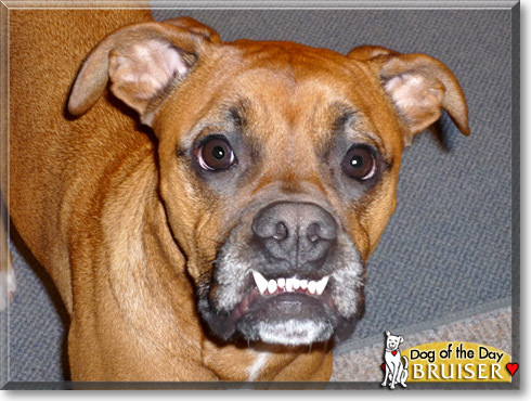 Bruiser, the Dog of the Day Bruiser, the Dog of the Day