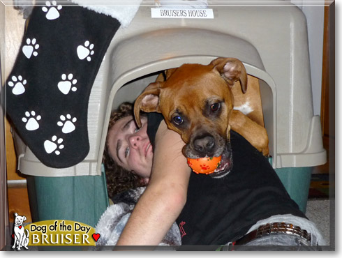 Bruiser, the Dog of the Day Bruiser, the Dog of the Day