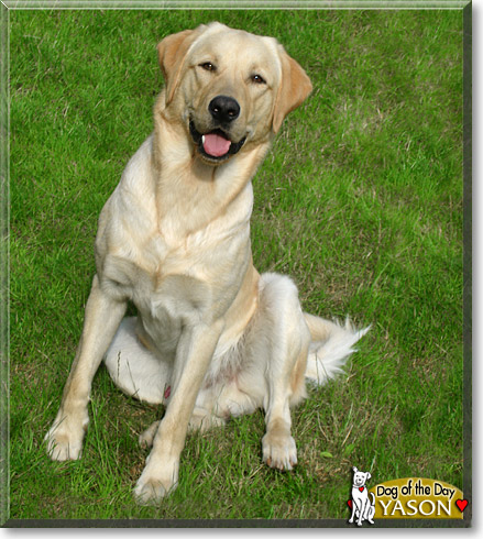 Yason, the Dog of the Day Yason, the Dog of the Day