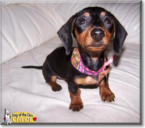 Chloe, the Dog of the Day Chloe, the Dog of the Day