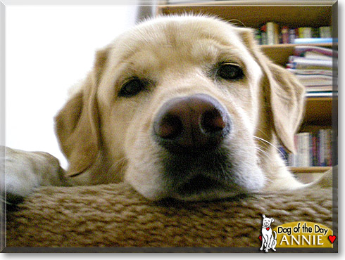 Annie, the Dog of the Day