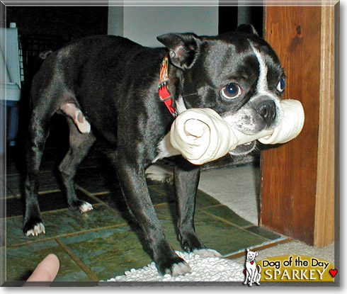 Sparkey, the Dog of the Day Sparkey, the Dog of the Day