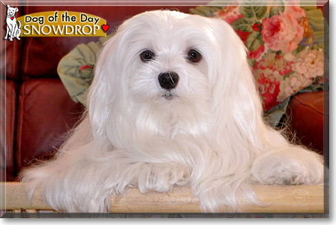 Snowdrop, the Dog of the Day Snowdrop, the Dog of the Day