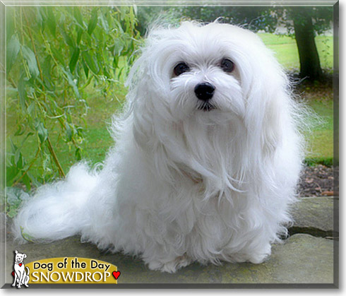 Snowdrop, the Dog of the Day Snowdrop, the Dog of the Day