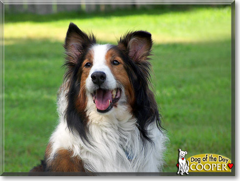 Cooper, the Dog of the Day Cooper, the Dog of the Day