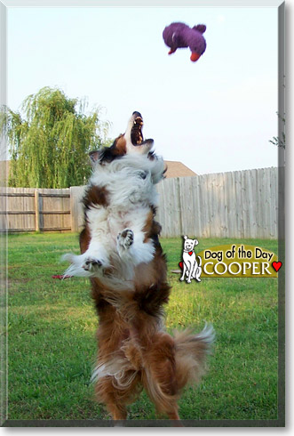 Cooper, the Dog of the Day Cooper, the Dog of the Day