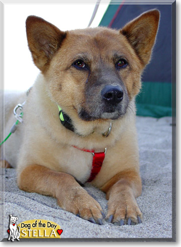 Stella, the Dog of the Day Stella, the Dog of the Day