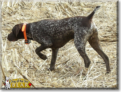 Bear, the Dog of the Day Bear, the Dog of the Day