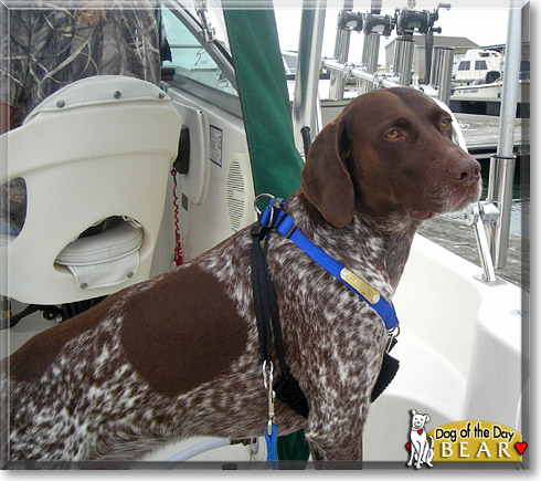 Bear, the Dog of the Day Bear, the Dog of the Day