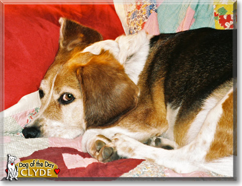 Clyde, the Dog of the Day