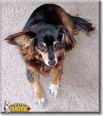 Skitz, the Dog of the Day Skitz, the Dog of the Day