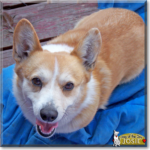 Josie, the Dog of the Day Josie, the Dog of the Day