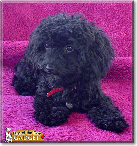 Gadget, the Dog of the Day