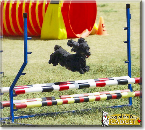 Gadget, the Dog of the Day