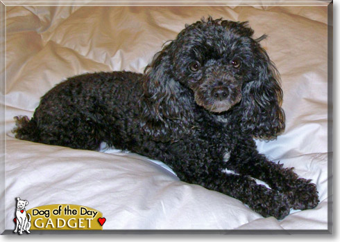 Gadget, the Dog of the Day