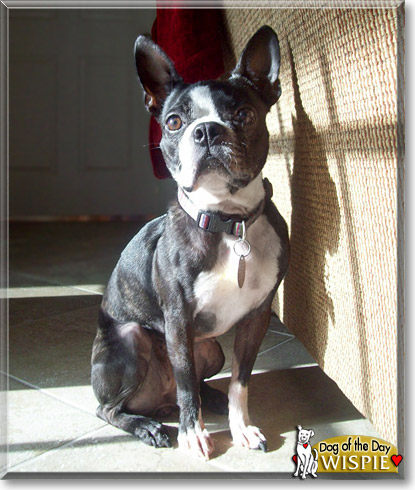 Wispie, the Dog of the Day Wispie, the Dog of the Day