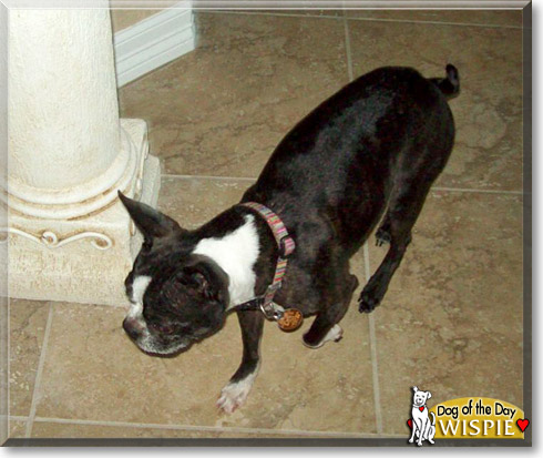 Wispie, the Dog of the Day Wispie, the Dog of the Day