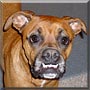 Bruiser