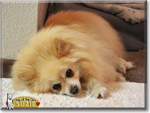 Suzie, the Dog of the Day Suzie, the Dog of the Day
