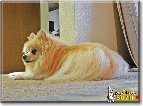 Suzie, the Dog of the Day Suzie, the Dog of the Day