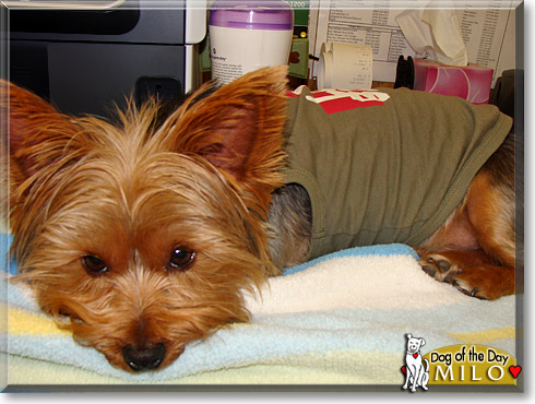 Milo, the Dog of the Day Milo, the Dog of the Day