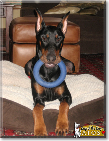 Atos, the Dog of the Day