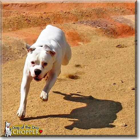 Chopper, the Dog of the Day
