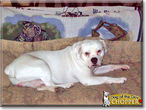 Chopper, the Dog of the Day