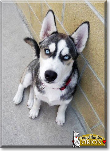 Orion, the Dog of the Day