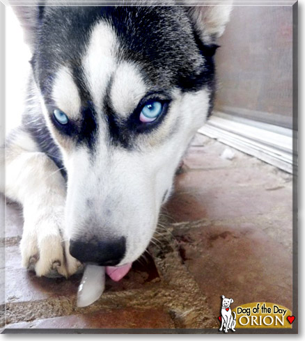 Orion, the Dog of the Day
