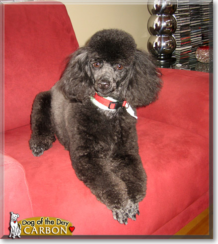 Carbon, the Dog of the Day Carbon, the Dog of the Day
