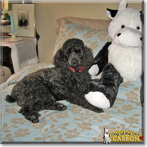 Carbon, the Dog of the Day Carbon, the Dog of the Day