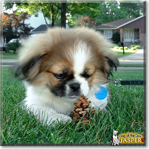 Jasper, the Dog of the Day