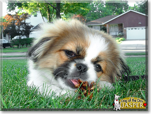 Jasper, the Dog of the Day