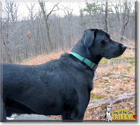Riley, the Dog of the Day