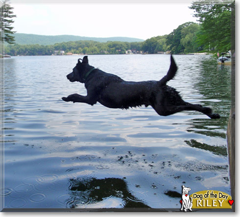 Riley, the Dog of the Day