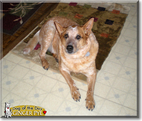Ginger Pye, the Dog of the Day Ginger Pye, the Dog of the Day