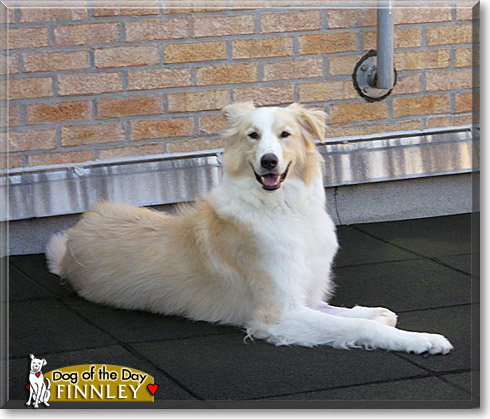 Finnley, the Dog of the Day Finnley, the Dog of the Day