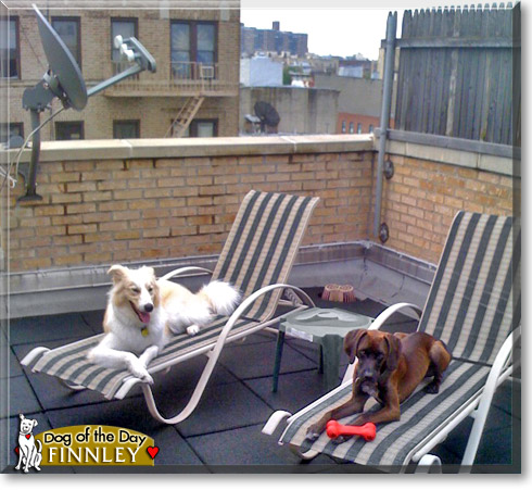Finnley, the Dog of the Day Finnley, the Dog of the Day