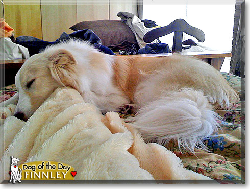 Finnley, the Dog of the Day Finnley, the Dog of the Day