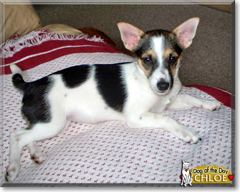 Chloe, the Dog of the Day
